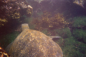 galapagos meeresschildkröte